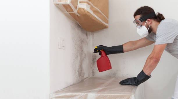 Professional Black Mold Removal technician working in Toddville, MD